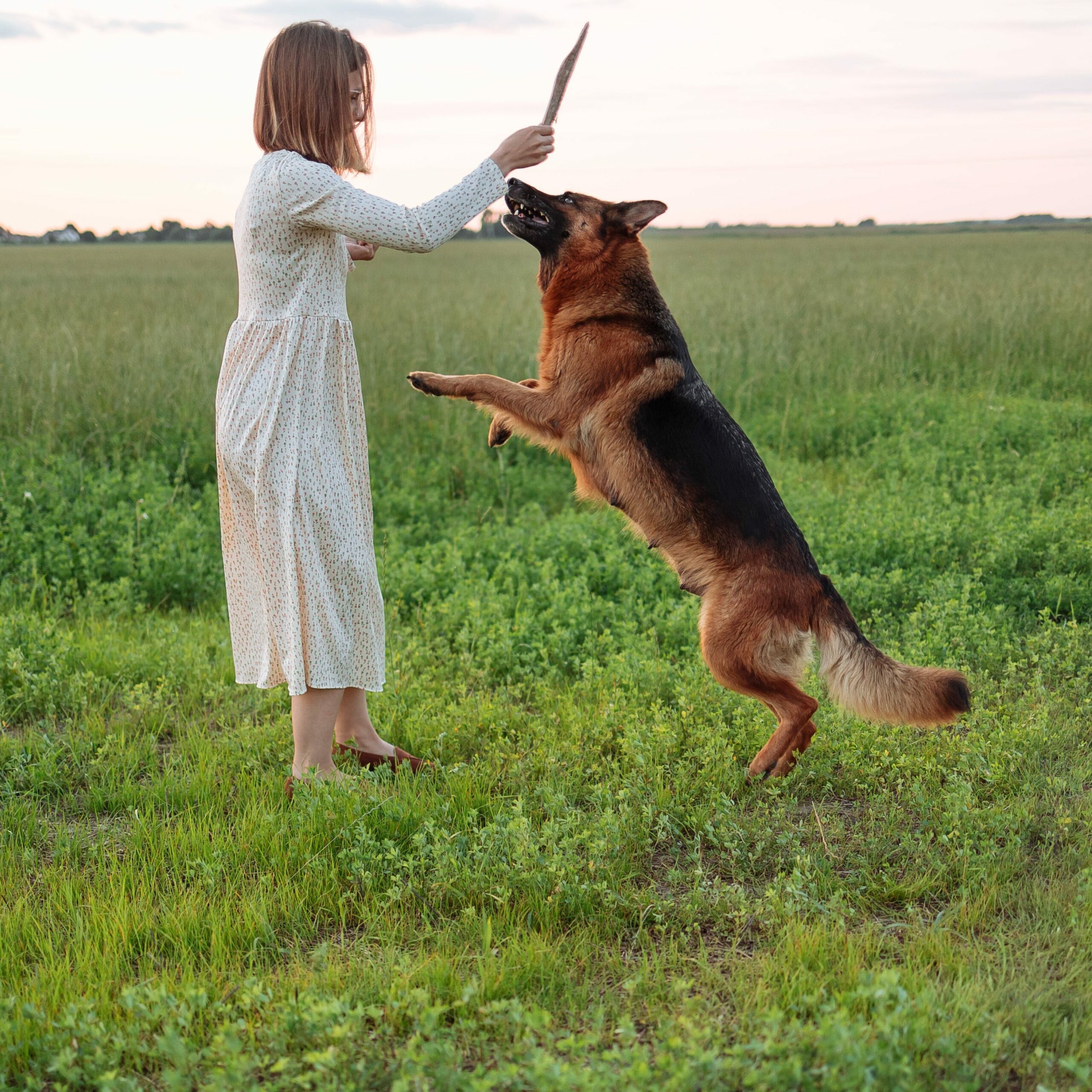 German Shepherd